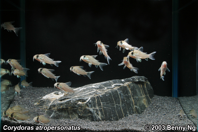 Corydoras atropersonatus tank