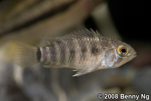 Apistogramma spp.