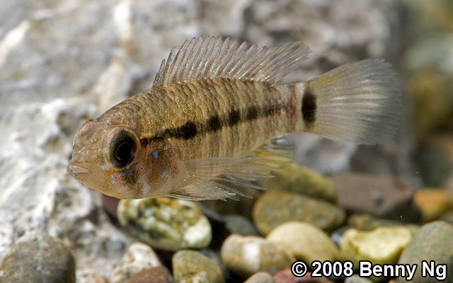 Apistogramma spp.