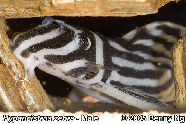 L046 Hypancistrus zebra