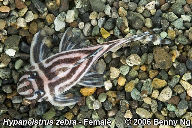 L046 Hypancistrus zebra - Female