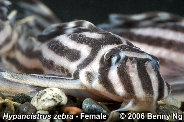 L046 Hypancistrus zebra