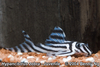 L046 Hypancistrus zebra