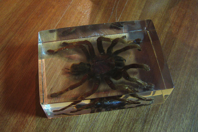 Encased spider