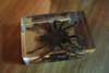 Encased spider