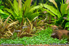 Cryptocoryne parva lawn