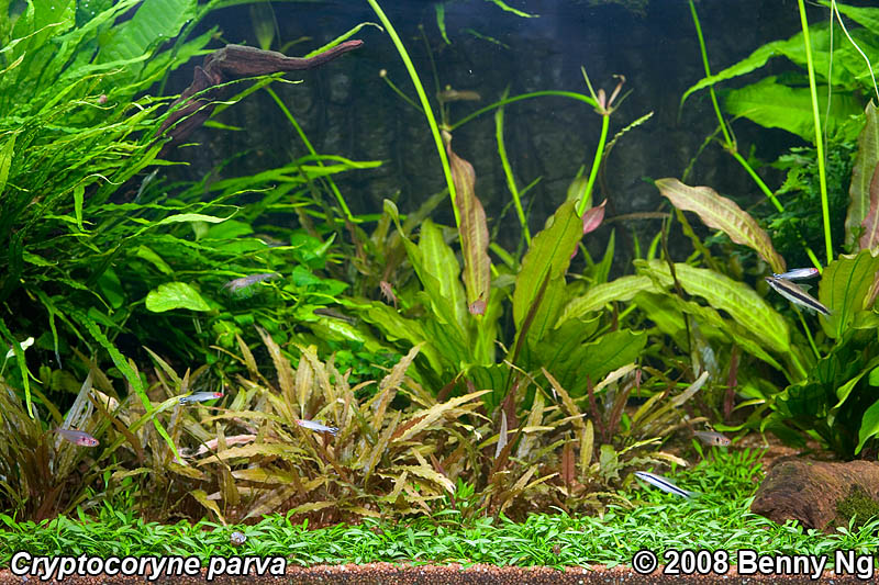 Cryptocoryne parva lawn