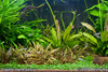 Cryptocoryne parva lawn