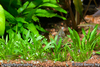 Cryptocoryne parva lawn