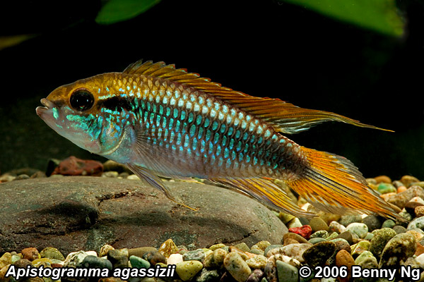 Apistogramma agassizii