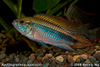 Apistogramma agassizii