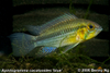 Apistogramma cacatuoides 'blue'