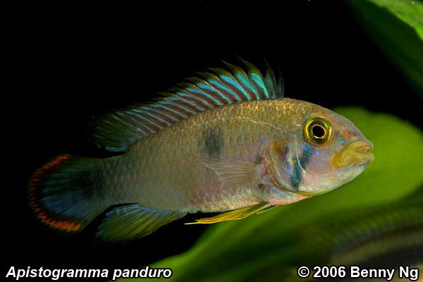 Apistogramma panduro