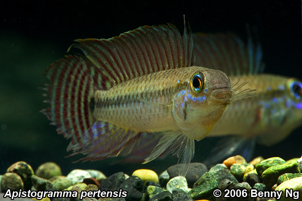 Apistogramma pertensis