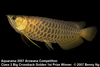 Arowana Big Crossback Gold 1st prize