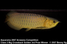 Arowana Big XB Gold 3rd Prize