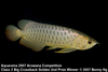 Arowana Big XB 2nd Prize