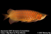 Arowana Big Red 1st Prize