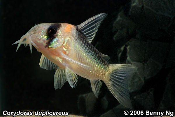 Corydoras duplicareus