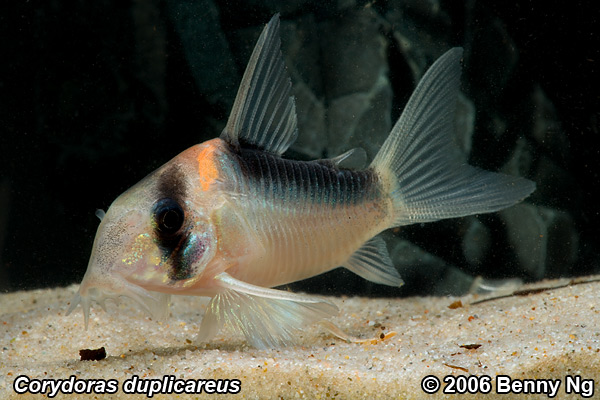 Corydoras duplicareus