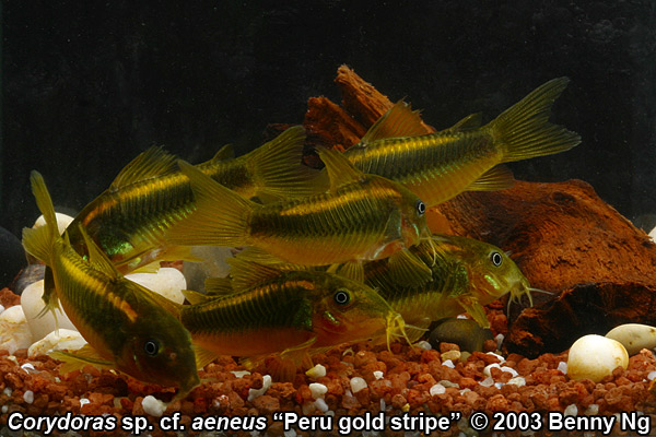 Corydoras sp. cf. aeneus "Peru Goldstripe"