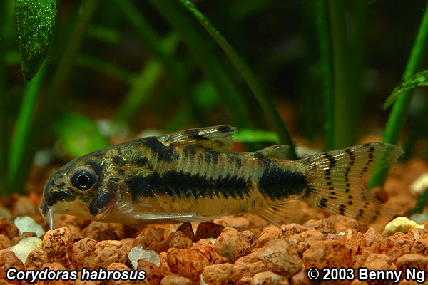 Corydoras habrosus