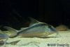 Corydoras narcissus