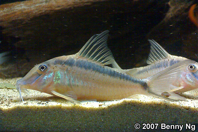 Corydoras narcissus