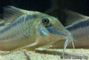 Corydoras narcissus