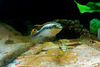 Pelvicachromis Pulcher