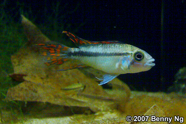 Apistogramma cacatuoides