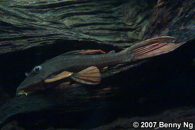 L137 Hypostomus soniae