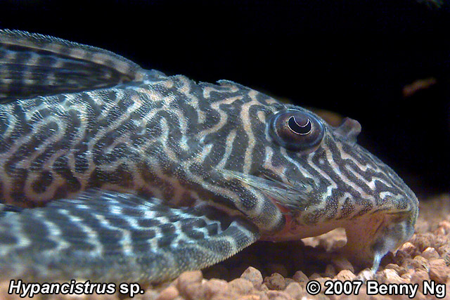 L333 Hypancistrus sp.