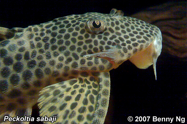 L075 Peckoltia sabaji