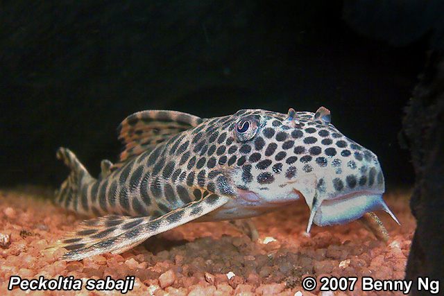 L075 Peckoltia sabaji