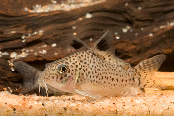 Corydoras copei