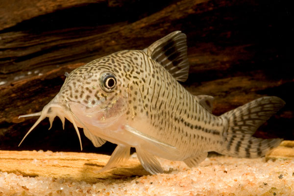 Corydoras sp C131