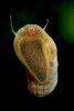 Ramshorn snail
