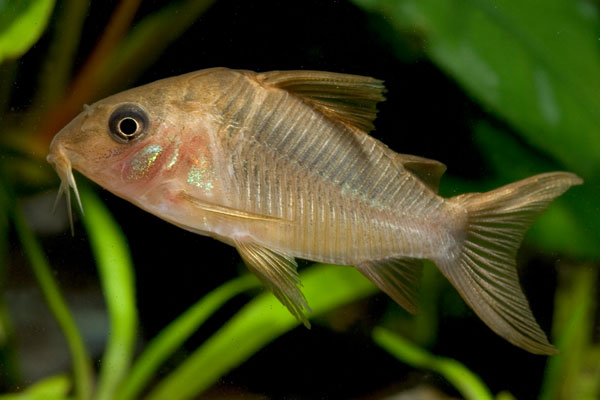 Corydoras pantanalensis