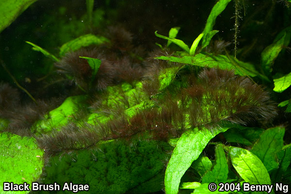 Black Brush Algae BBA