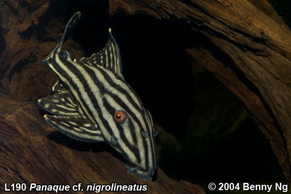 L190 Panaque cf. nigrolineatus