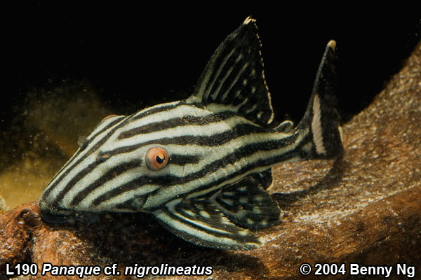 L190 Panaque cf. nigrolineatus