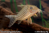 Corydoras haraldschultzi