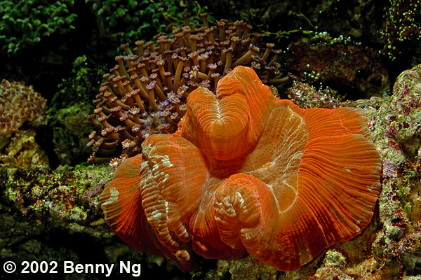 Brain coral