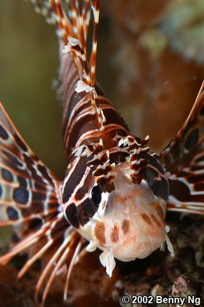 Lion Fish