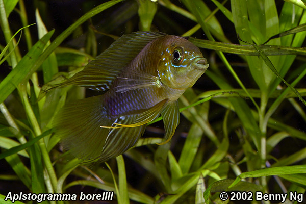 Apistogramma borellii