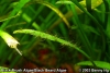 Black Brush/Beard Algae (BBA)