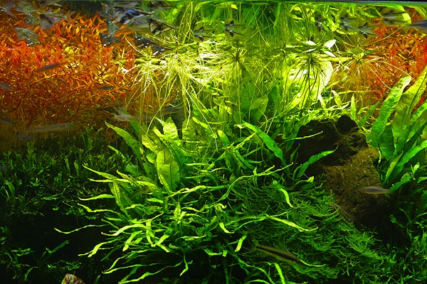 Aquarium Plants