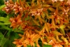 Rotala indica