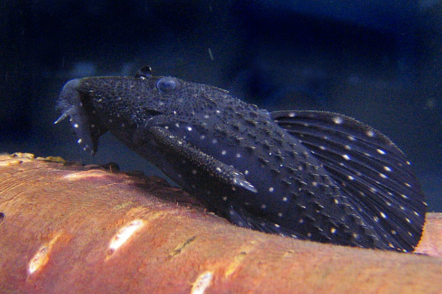 Pier Aquatics